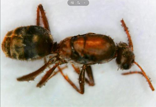 Réf. 223 146 : Lepisiota spinisquama